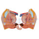 Gliederpuppe Torso Gliederpuppe 24 Teile Mit Offenem Rücken